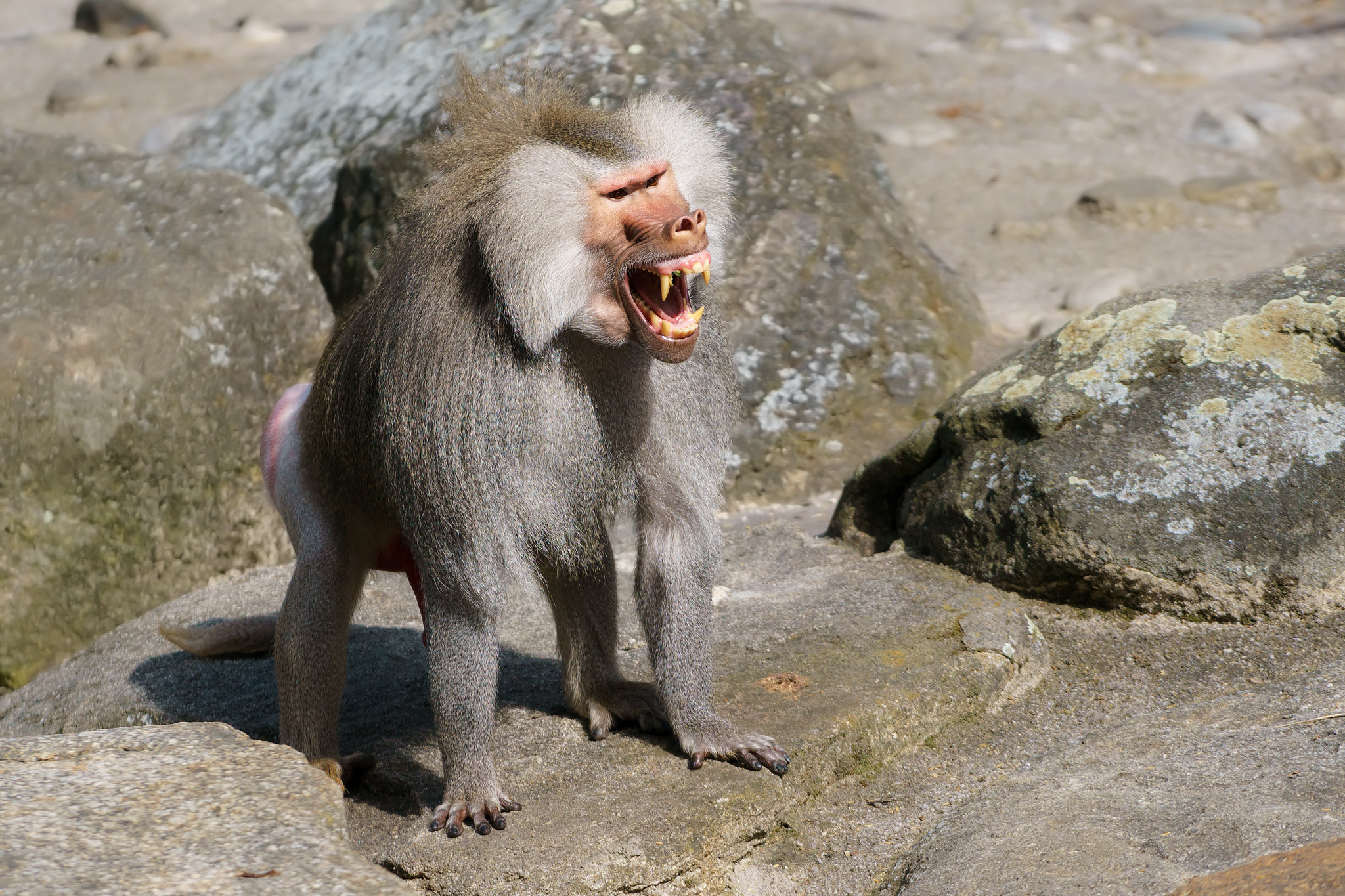 Angry_Baboon_Pavian_%28148958407%29.jpeg