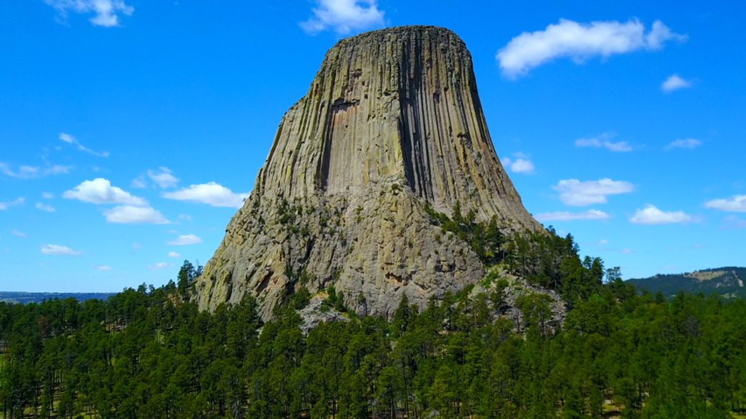 Flat-Earthers Have A Very Bizarre Conspiracy Theory About Trees | IFLScience