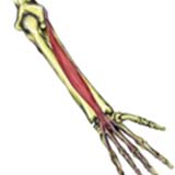 extensor-digitorum-communis500.jpg