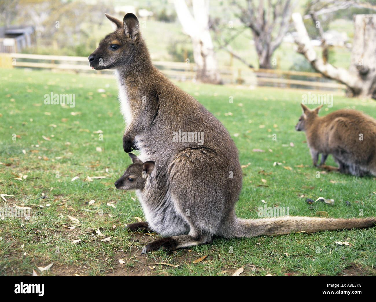 wallaby-with-baby-in-pouch-australia-A8E3K8.jpg