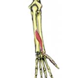 extensor-pollicis-longus500.jpg