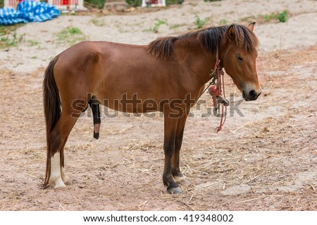 stock-photo-penis-of-horse-419348002.jpg