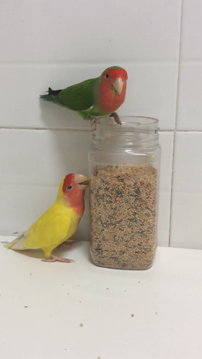 Some lovebirds are smarter than others. : r/parrots