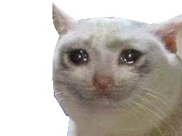 triste chat infected cat snif pleur sad yeux