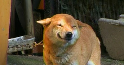 smiling-dog.jpg