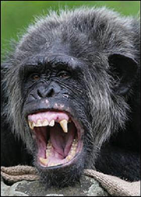 feminist_chimp.jpg
