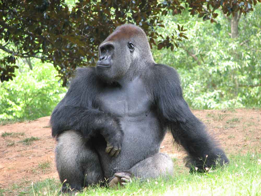 gorillasapprenticekahora_SM.jpg