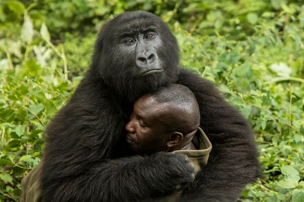 PAY-GORILLAS.jpg