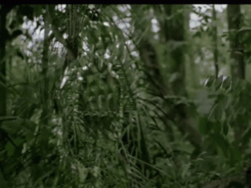 Predator GIFs | GIFDB.com