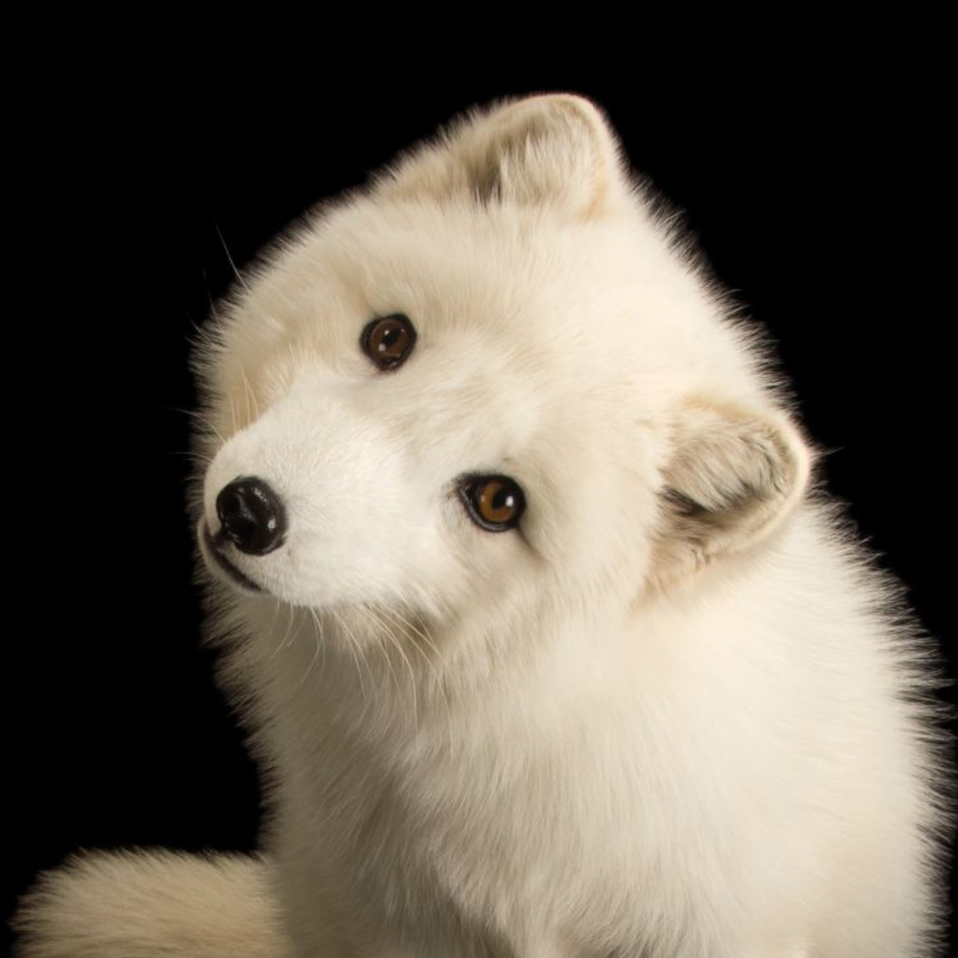 arctic-fox_thumb.JPG