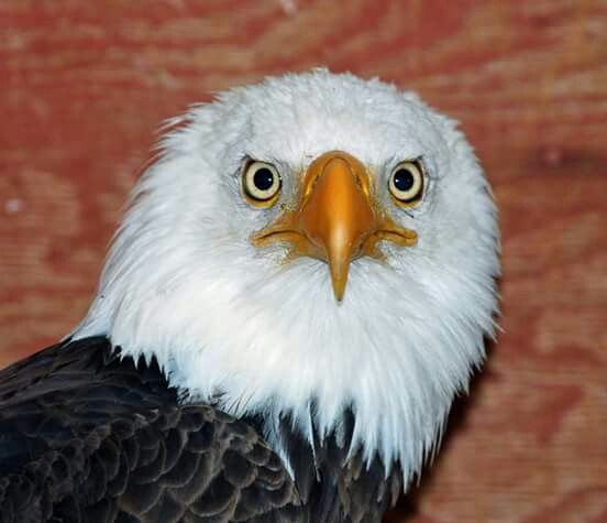 9bc7f7d6928b7d07082751142d62708a--bald-eagle-eagles.jpg