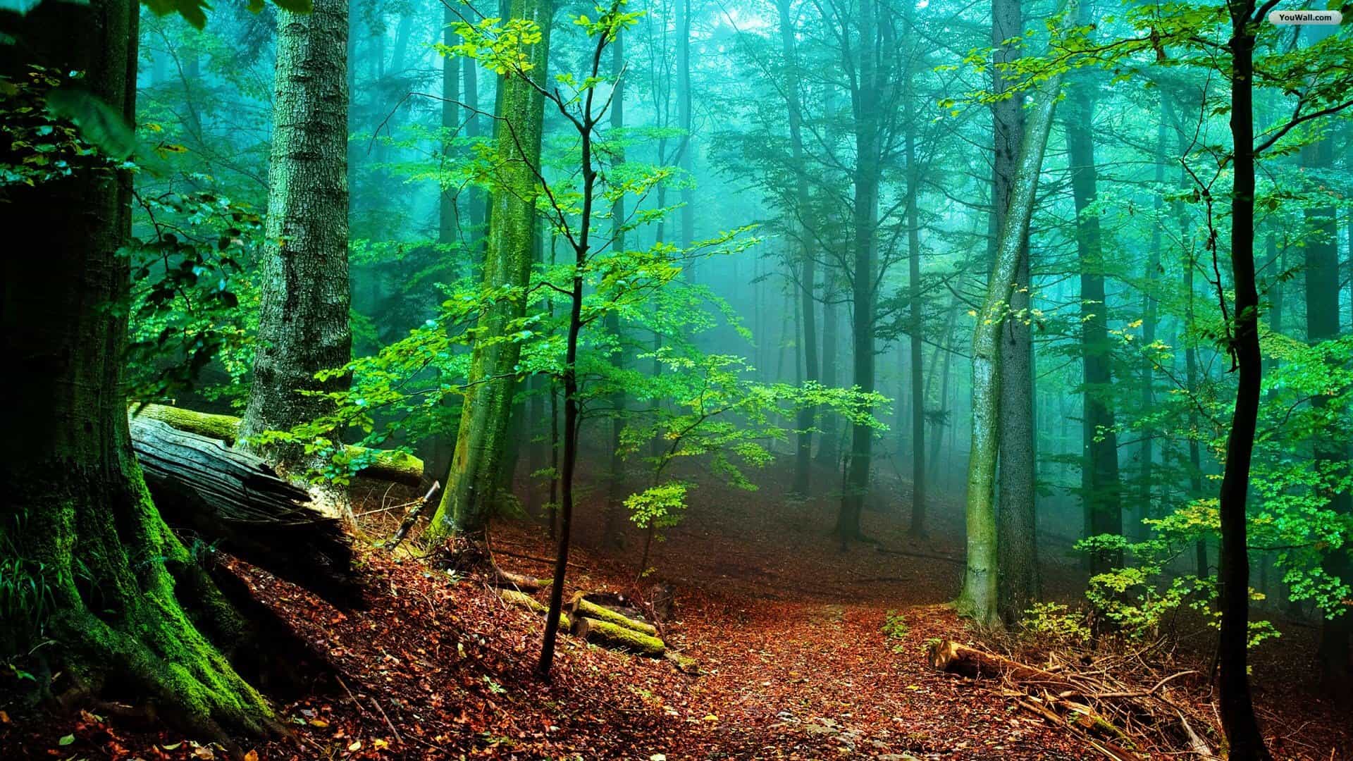 Misty-forest-wallpapers.jpg
