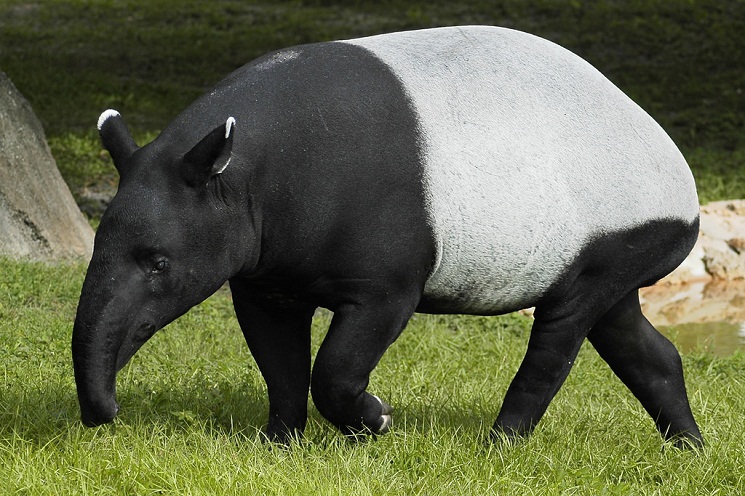 Malayan-Tapir.jpg