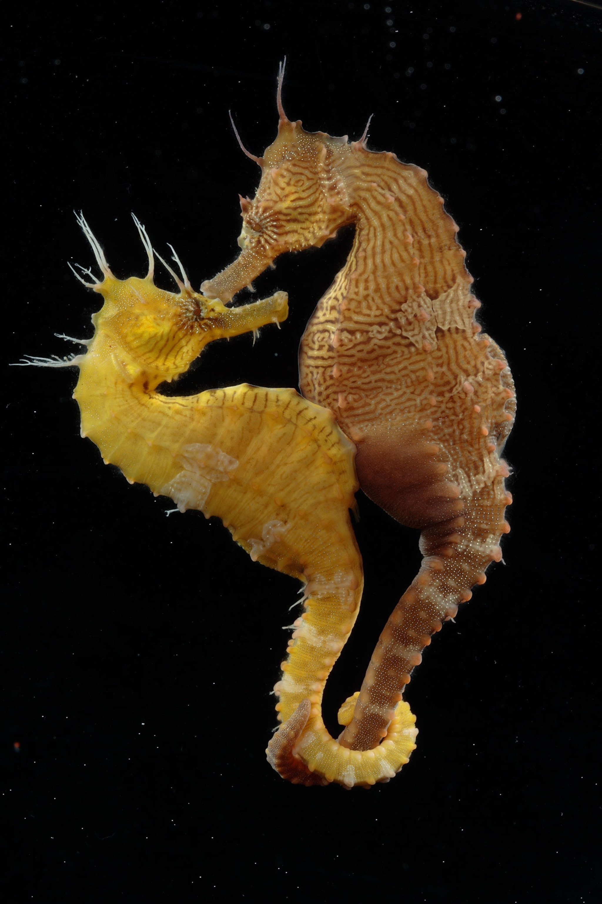 Romance of the Seas: Strange Mating Habits of the Seahorse