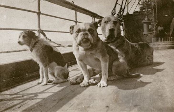 www.akc.org