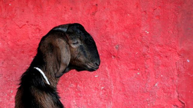 Eight men have been accused of raping a pregnant goat after which the animal died