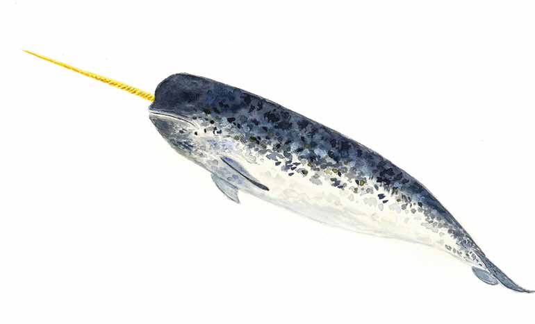 Narwhals – Enchanted Living Magazine