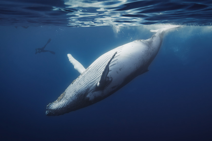 baleia-azul-em-vista-ventral.jpg