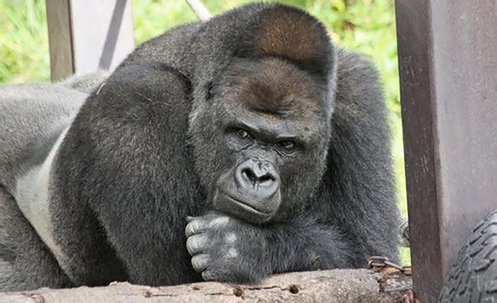 handsome-gorilla-shabani-5a439cdbce2a3__700.jpg