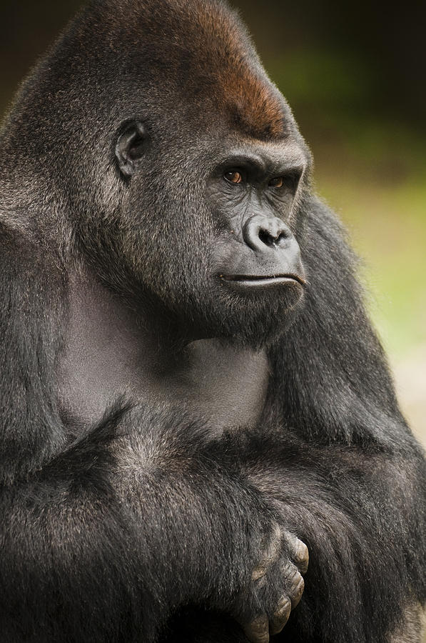 the-gorilla-look-chad-davis.jpg