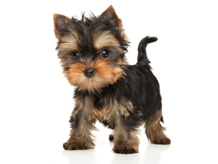 standing-yorkie-puppy-1200-720x540.jpg