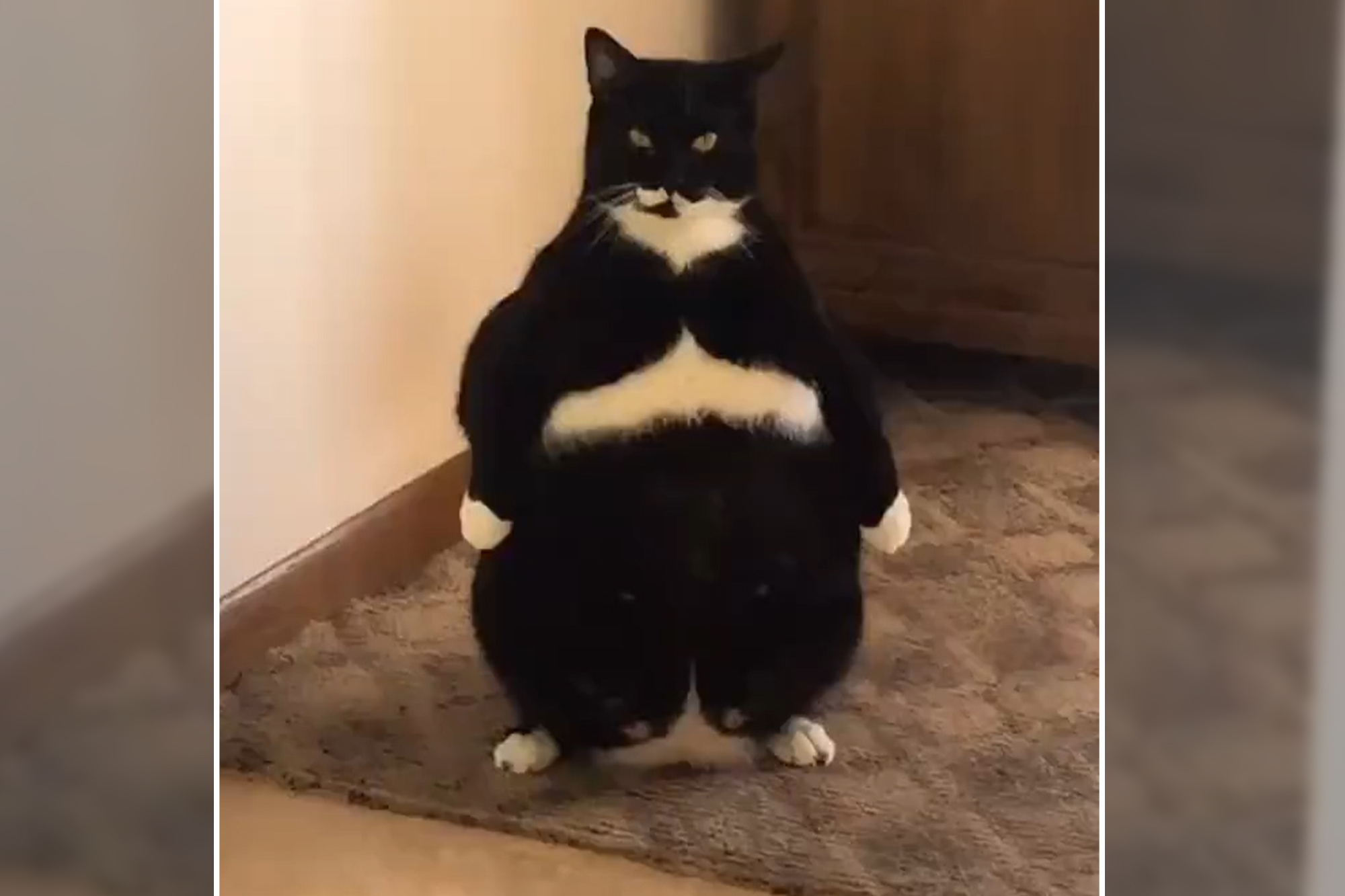 Cat standing up is ready to take on the world (Video) | New York Post