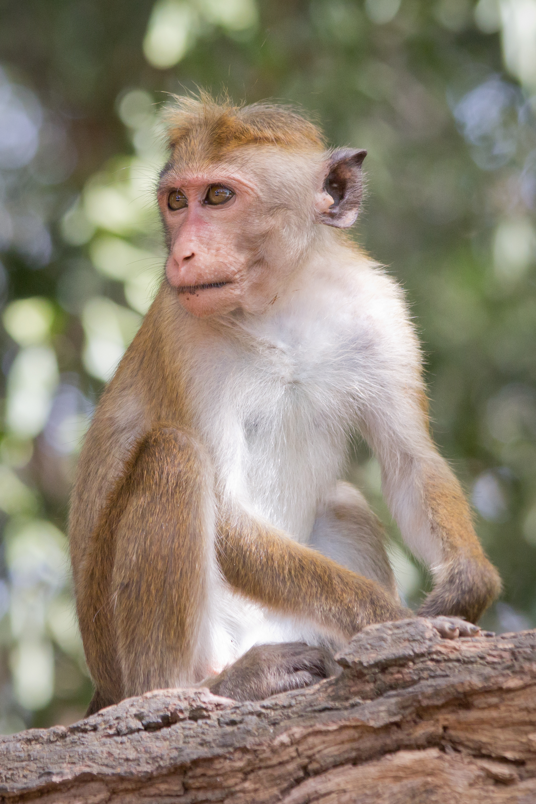 Macaca_sinica_-_01.jpg