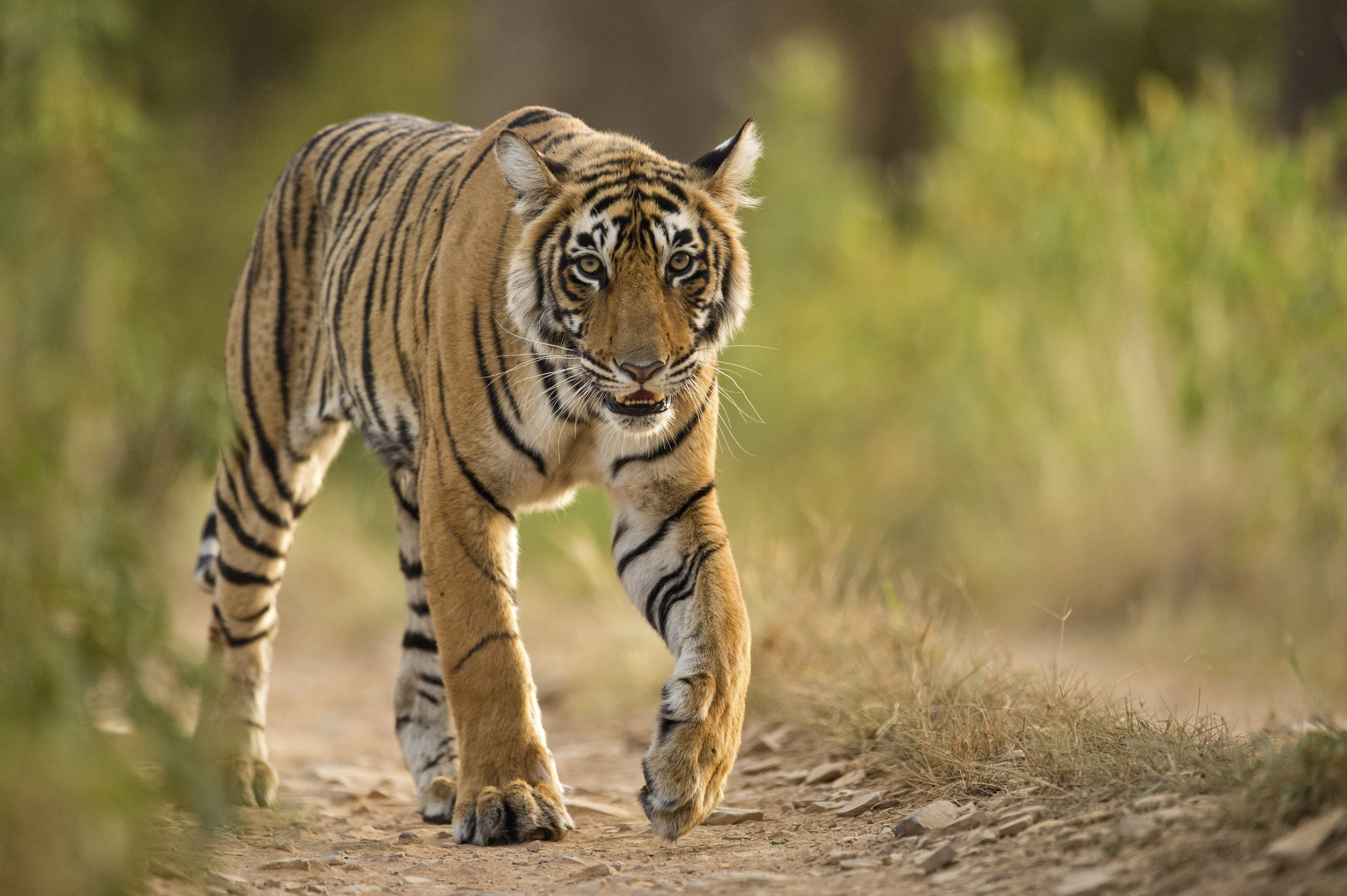 www.discoverwildlife.com