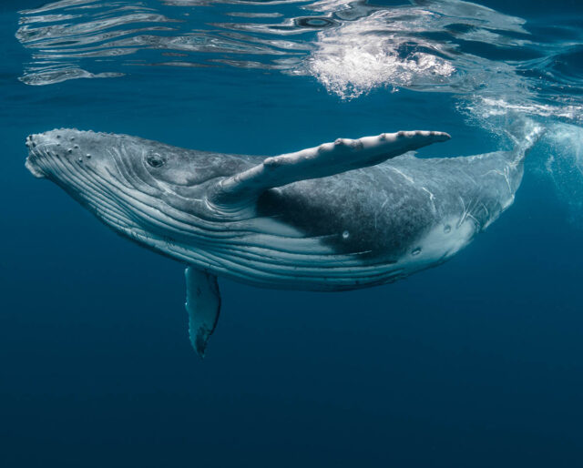 world-whale-day-640x514.jpg