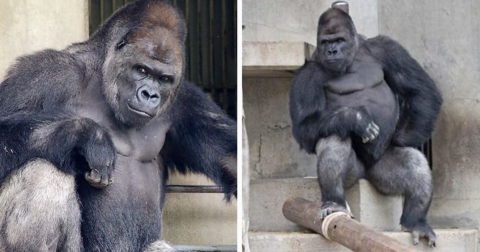 handsome-gorilla-shabani-fb6__700-png.jpg