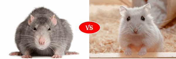 animalscomparison.com