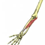 flexor-carpi-radialis500.jpg