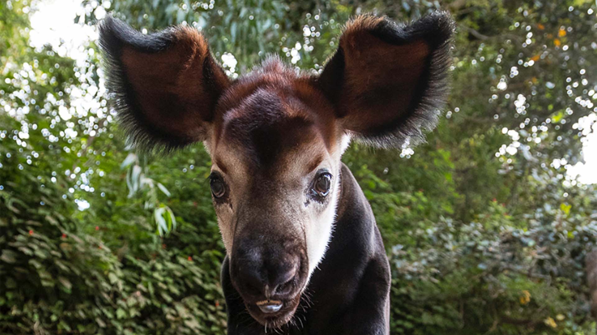 Okapi_ZN.jpg