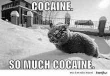 Cocaine GIF