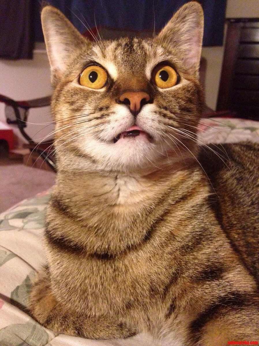 Mind blown | Cute cats HQ - Pictures of cute cats and kittens Free ...