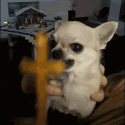 evil-white-chihuahua-uoxt6stco6o9qpvt.gif