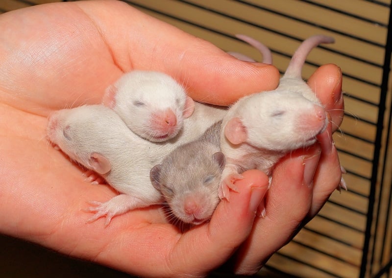 Found-baby-rats.jpg