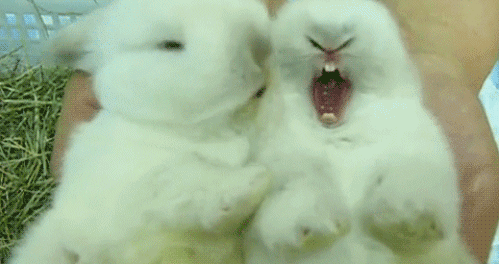 9b88ef22478765403e64597285680291.gif