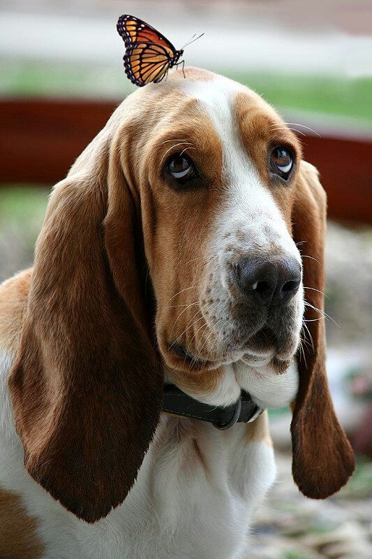 16d20445083708b1ce662922ea06554f--basset-hound-puppy-hound-dog.jpg