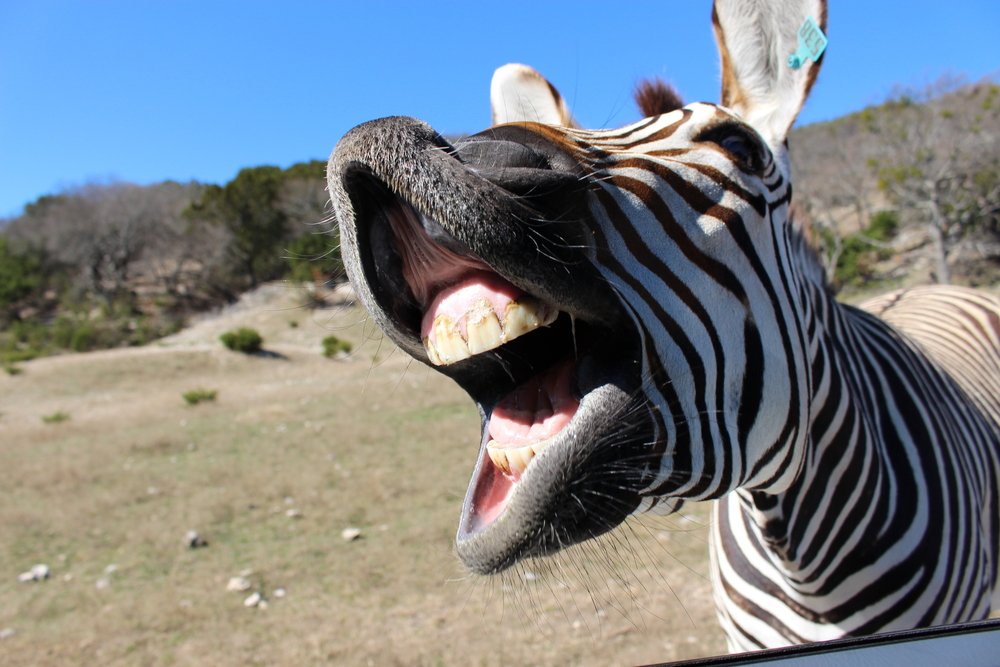 zebra-laughing.jpg