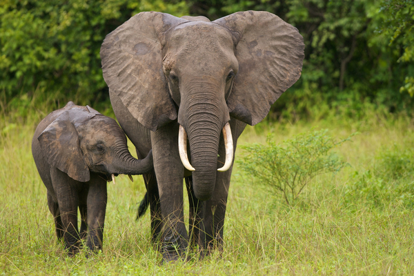 Elephants: Earth's Largest Land-Animals | Live Science