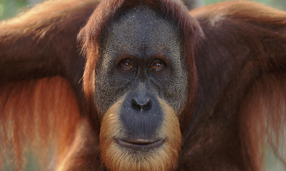 Sumatran_Orangutan_8.6.2012_Why_They_Matter_XL_257639.jpg