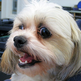 15210Shihtzu.jpg