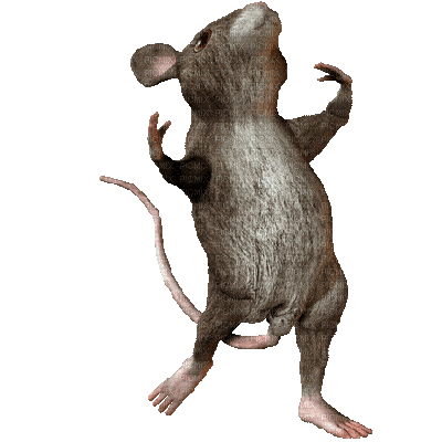 rat-gif-7.gif