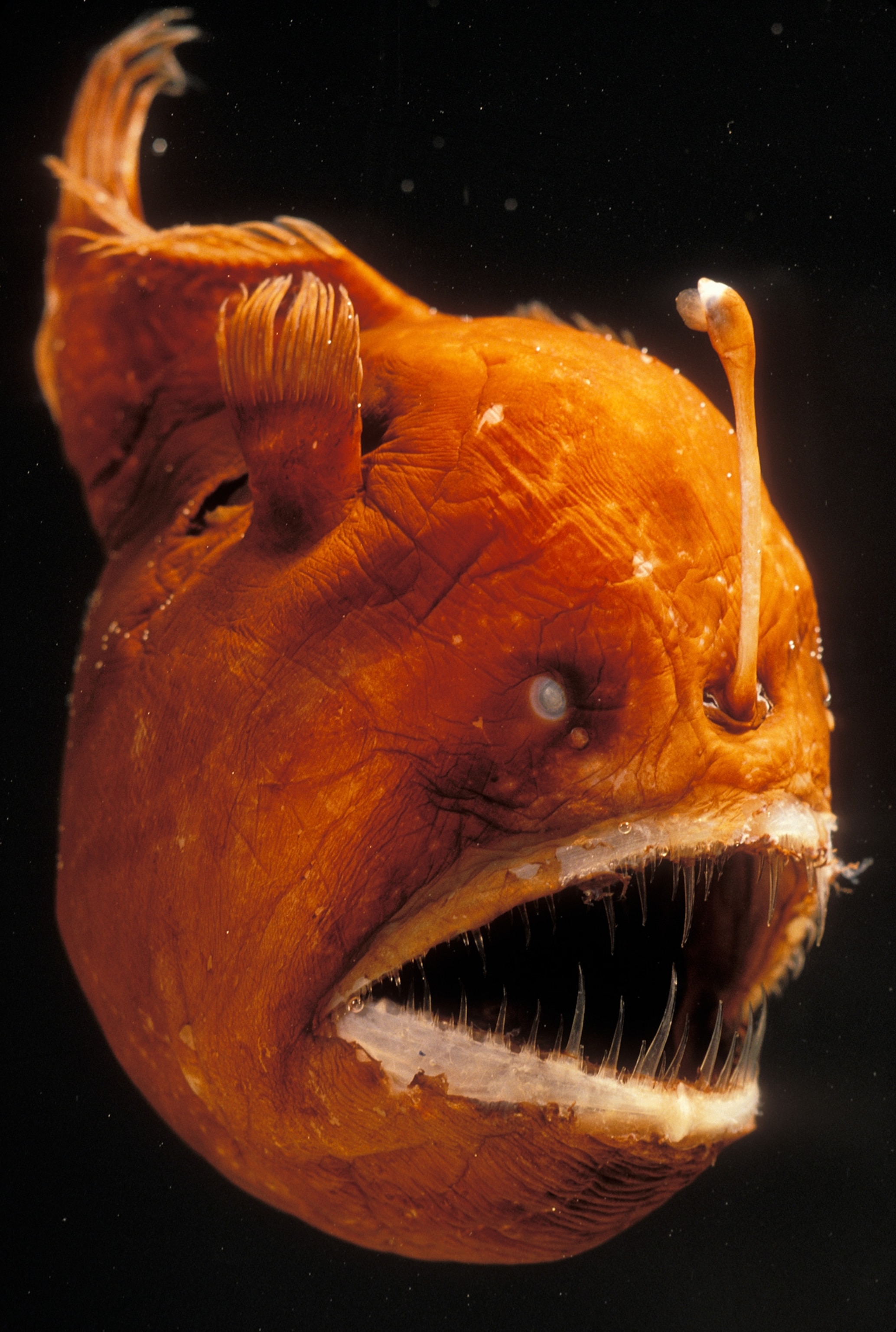 anglerfish.jpg