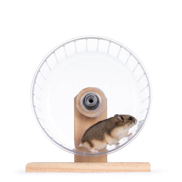 hamster-on-white-background.jpg