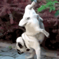 VmRraOG.gif