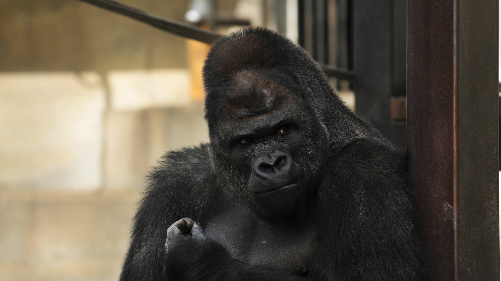 150626144446-japan-gorilla-shabani-7-super-tease.jpg