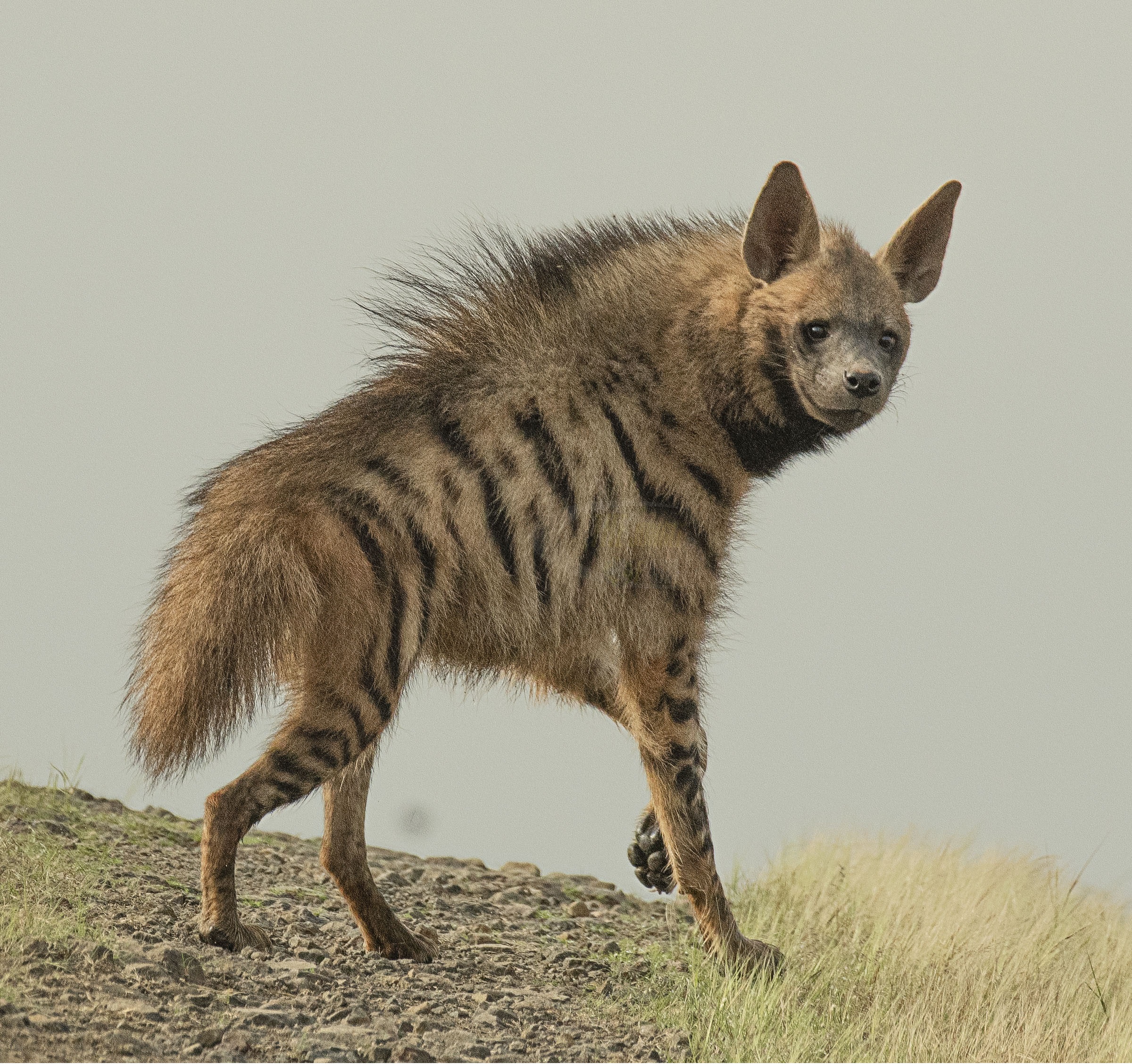 Striped_hyena_%28Hyaena_hyaena%29_-_cropped.jpg