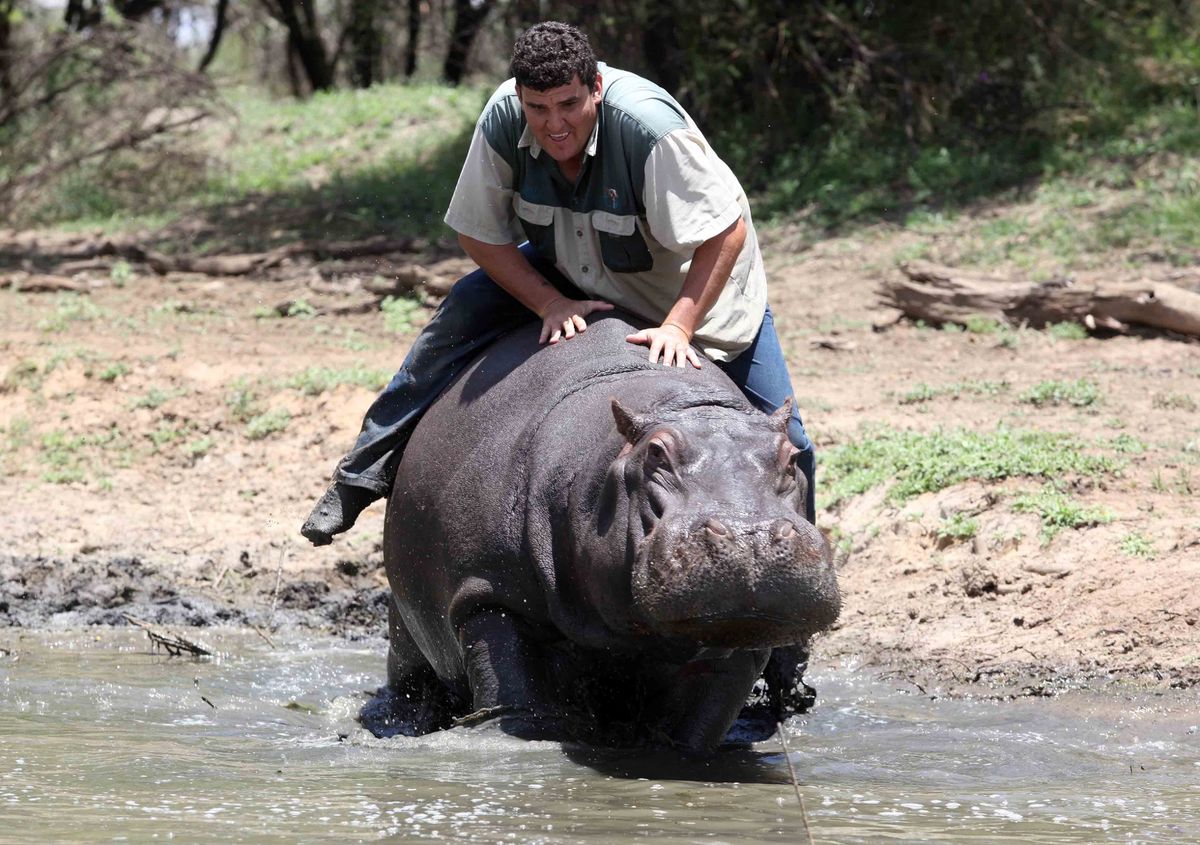 0_My-Pet-Hippo.jpg